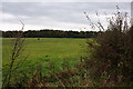 SD6209 : Horses grazing in a field by the B5408 by Ian Greig