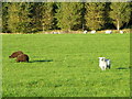 Sheep near Westfield Farm