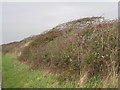 SD1866 : Windblown hawthorn on Biggar Dyke by Jonathan Thacker