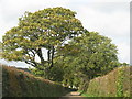 The road that passes Combehayes Farm