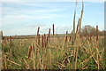 Bulrushes near Marston