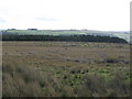 Moorland west of Parkhead Plantation (2)