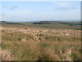 Moorland above Dewsgreen Burn (2)