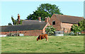 Grazing by Lower Farm at Far Coton, Leicestershire