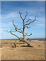 TM5382 : Skeletons of trees by Benacre Broad by Evelyn Simak
