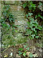 SP7912 : Benchmark on ivy-clad wall beside path to St Mary's Church by Roger Templeman