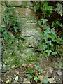 Benchmark on ivy-clad wall beside path to St Mary