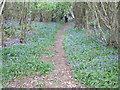 Bluebells in Moyse