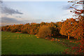 Autumn trees hide the line of the disused railway north from Byrom Lane