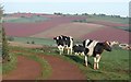 Cattle above Aller Barton