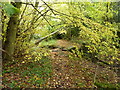 Footbridge in the woods