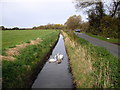 Swans and cygnet on the rhyne beside Drove Way, near Nye