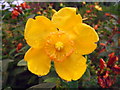 Morning dew on a flower