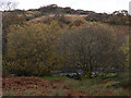 Trees by the Afon Lledr