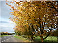 The A164 and waiting for the bus back to Hull