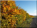 Beech hedge, Rattray, Blairgowrie