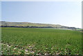 Oilseed Rape near Milton Street