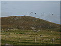 NF9081 : Geese over the machair by Lis Burke