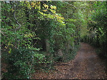 TR2449 : Long Lane in Three Barrows Down Wood by David Anstiss