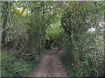 TR2449 : Long Lane byway in Three Barrows Down Wood by David Anstiss