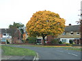 Orange tree in Atherstone Avenue, Westwood, Peterborough