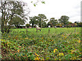 Horse pasture beside the B1355 road