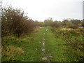 Teesdale Way opposite Bassleton Wood