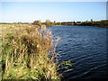 River Tees beside the Bowsfield Nature Reserve