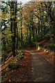 Track in Horsley Wood