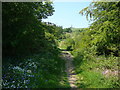 SJ2914 : Woodland path approaching Breidden Hill by Colin Park