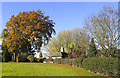 Autumn trees in Budby