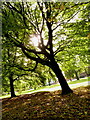 Trees in Whitworth Park in Moss Side, Manchester