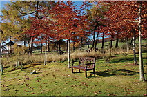 NT2341 : Commemorative bench and trees, Peebles Golf Course by Jim Barton