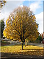 Autumn colours in Quinton