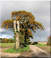 Autumnal oaks in Poppy