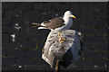 Lesser Black-backed Gull (Larus fuscus) on a lamp post, Aberdeen harbour