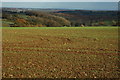 View towards Kingscote Wood