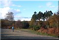 Track in Wareham Forest