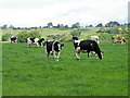 Cattle near Bellerby