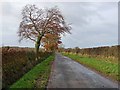 Autumn colours near Cocklet Hill Farm