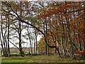 Autumn colours near Flosh Bridge