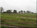 Field east of Cuttshill Farm