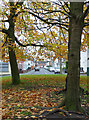 Autumn trees in Blakenhall, Wolverhampton