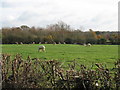 Alpacas at Bowford Farm