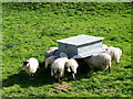 Sheep, Aysgarth