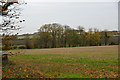 Copse near Stonecroft