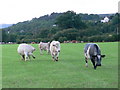 Cattle in a field near Pentrecelyn