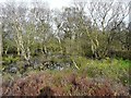 Waterlogged trees beside former railway