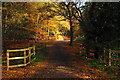 Path Into Epping Forest, Essex