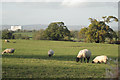 Sheep and a view of Oldbury power station